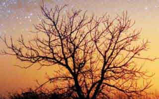 pizza: Its Future and The Revolution Brewing