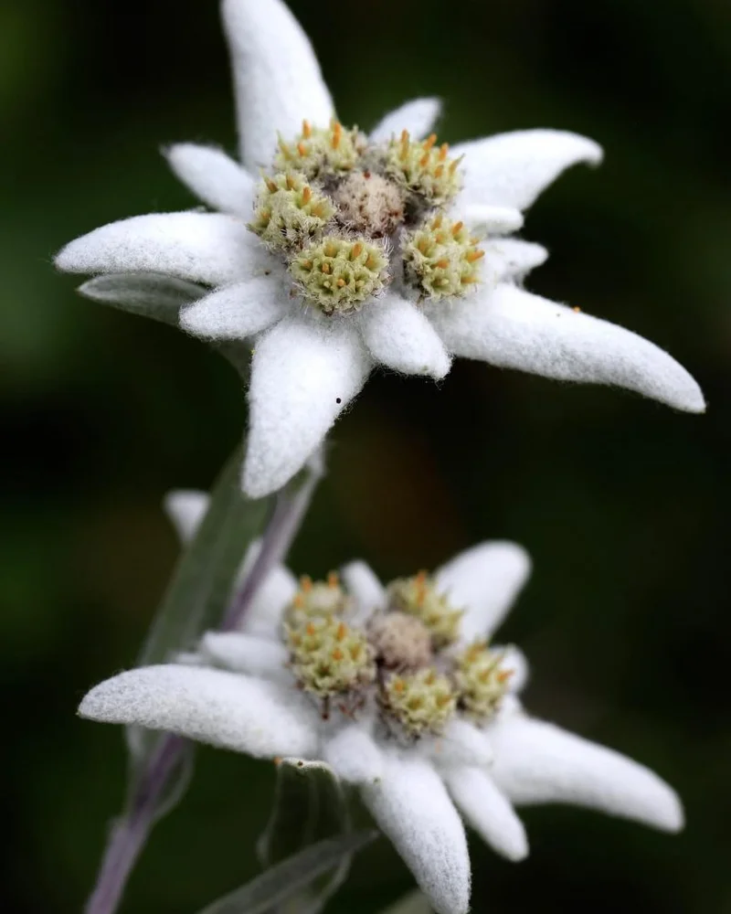 Edelweiss: The Unexpected Global Phenomenon: Its True Meaning, Iconic Song, and Global Footprint